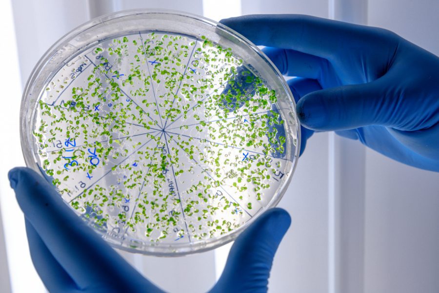 Badania mikrobiologiczne – jak przebiega badanie mikrobiologiczne?